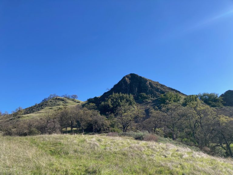 A Rose by any other name