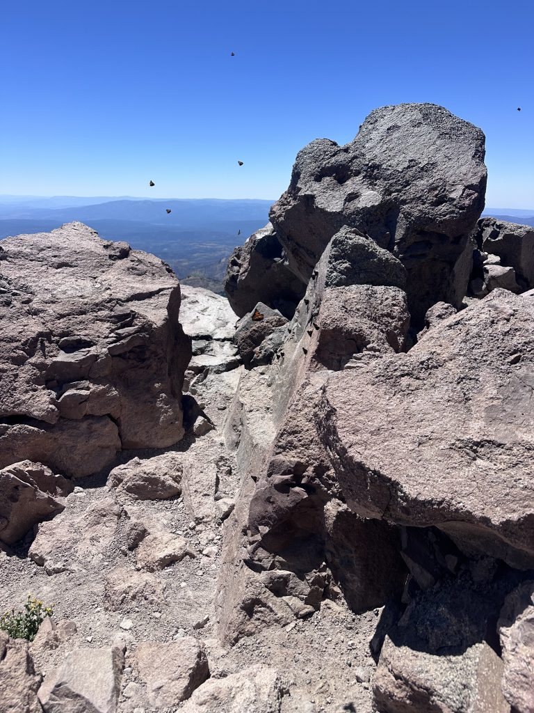 Mariposas on Lassen –  Butterfly Express to 10,457’
