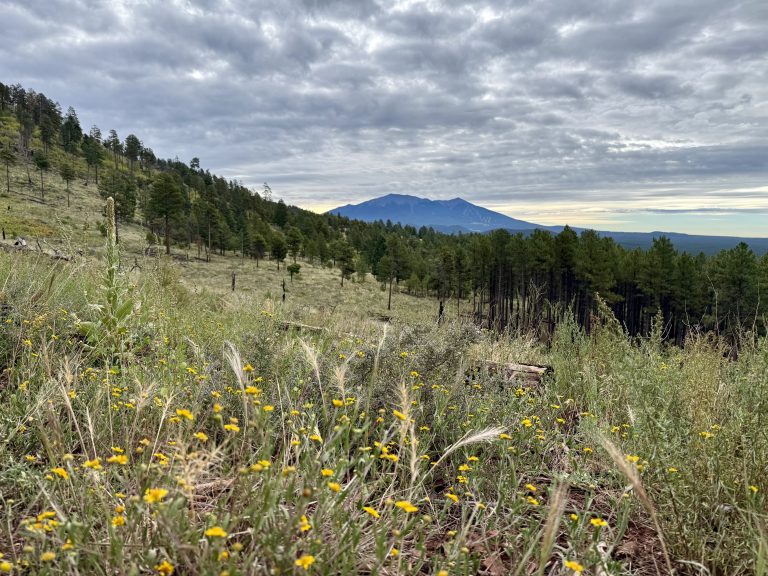 Fall is Coming on Kendrick Mountain